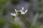 American waterwillow